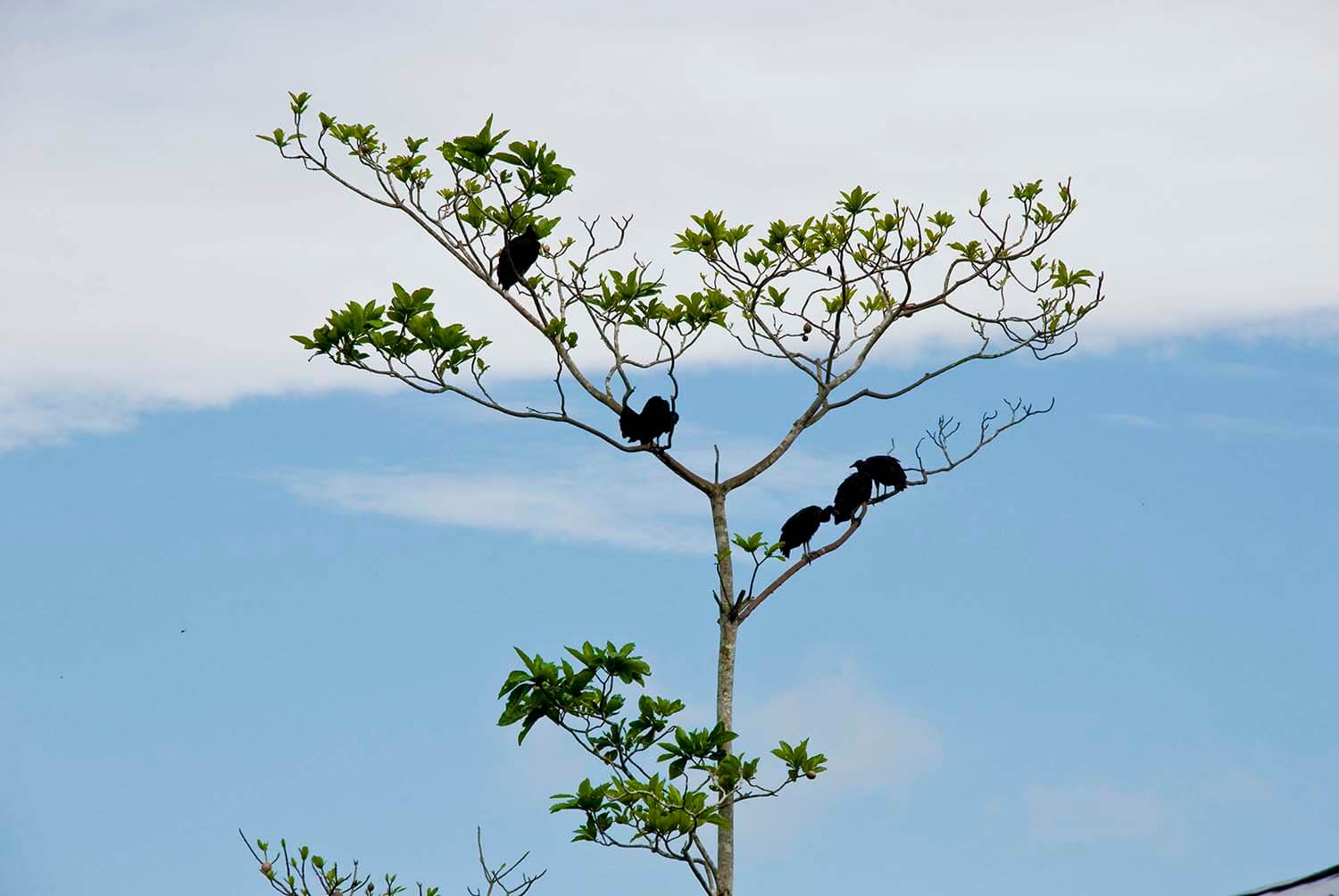 AMAZONAS 23_selva galeria_DSC_0023.jpg